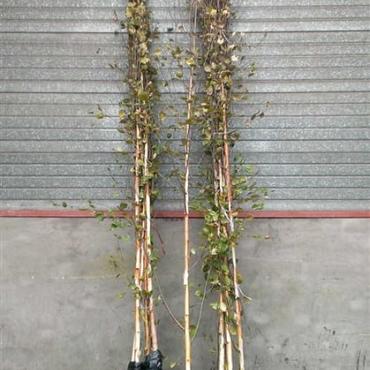 Betula utilis jacquemontii