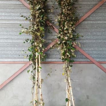 Betula utilis jacquemontii