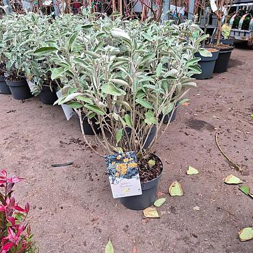 Brachyglottis 'Sunshine'