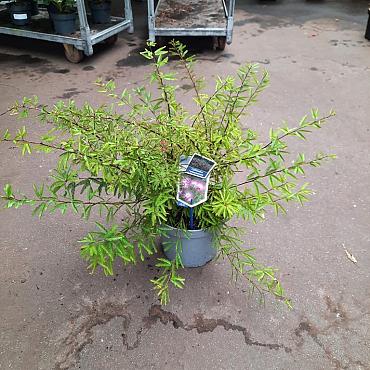 Calliandra surina. 'Dixie Pink'