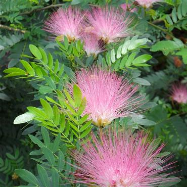 Calliandra surina. 'Dixie Pink'