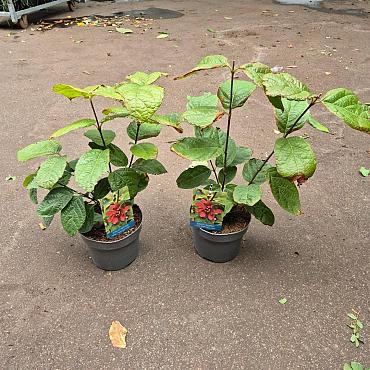 Calycanthus r. 'Hartlage Wine'