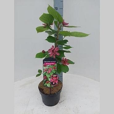 Calycanthus r. 'Hartlage Wine'