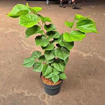 Cercis chinensis 'Avondale'