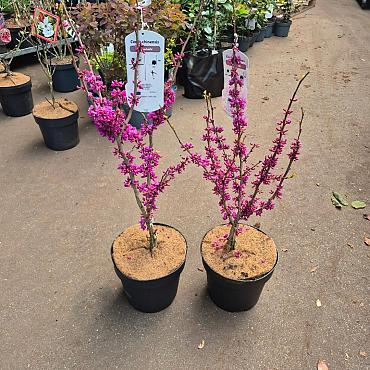 Cercis chinensis 'Avondale'
