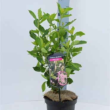 Clethra alnif. 'Ruby Spice'