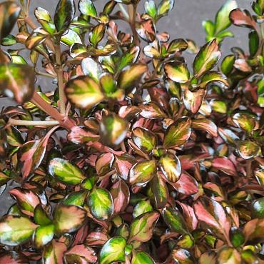 Coprosma 'Evening Glow'