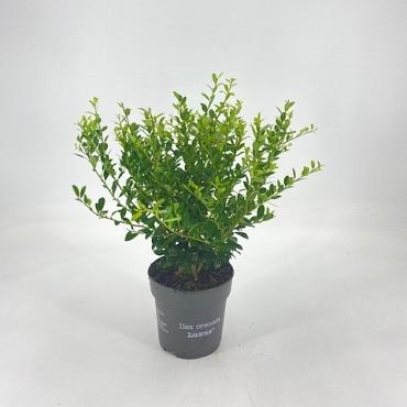 Ilex crenata Luxus Hedge