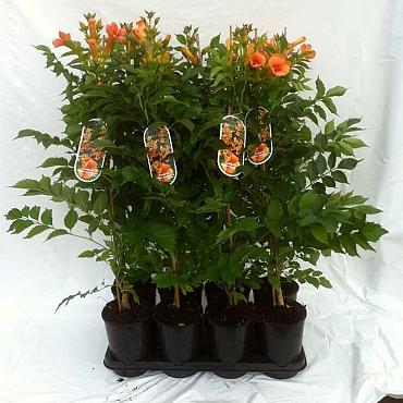 Campsis t. Indian Summer