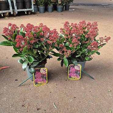 Skimmia j. 'Rubella'