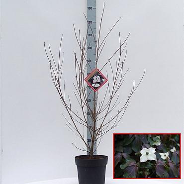 Cornus k. 'Cappucino'
