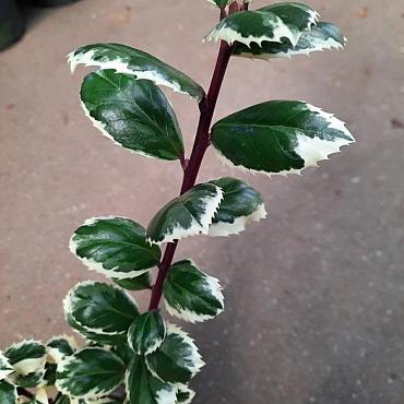 Ilex meserv. 'Casanova'