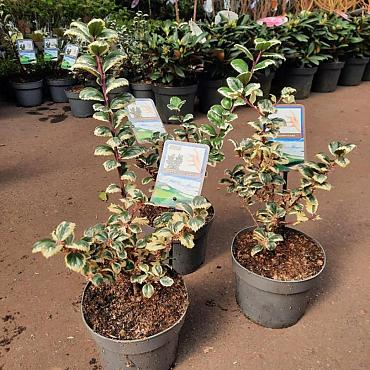 Ilex meserv. 'Casanova'