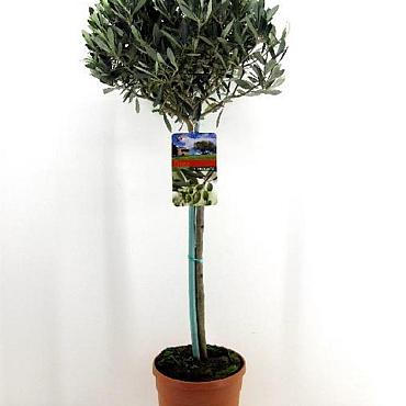Olea europaea