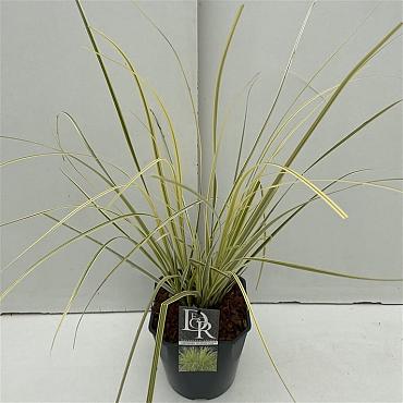 Cortaderia s. 'Splendid Star'