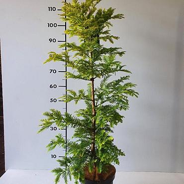 Metasequoia gl. 'Chubby'