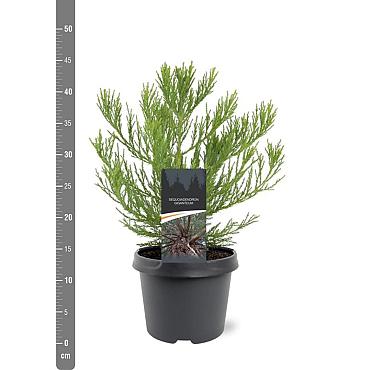 Sequoiadendron giganteum
