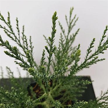 Sequoiadendron giganteum