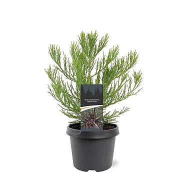 Sequoiadendron giganteum