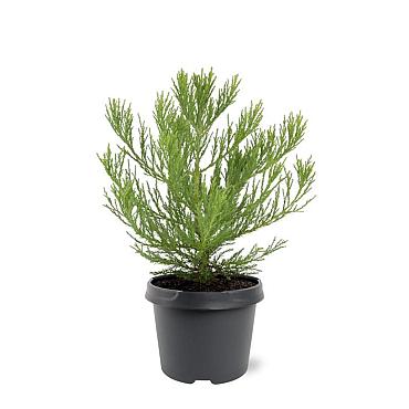 Sequoiadendron giganteum