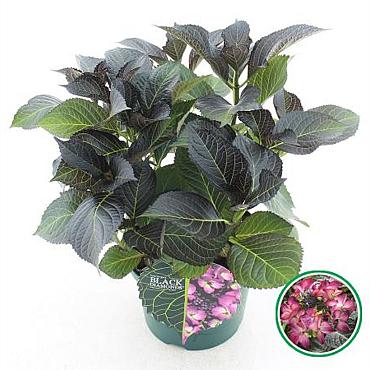 Hydrangea m. B D. Dark Angel Purple