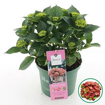 Hydrangea m. Magical Greenfire