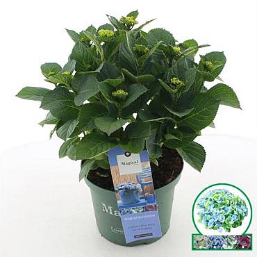 Hydrangea m. Magical Revolution