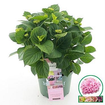 Hydrangea m. Magic. Revolution Pink