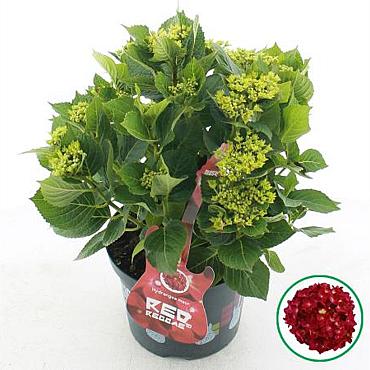 Hydrangea m. Music Coll. Red Reggae