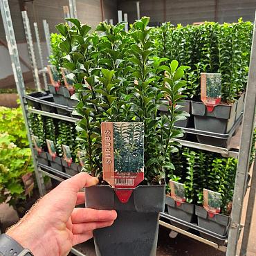 Euonymus jap. 'Green Spire'