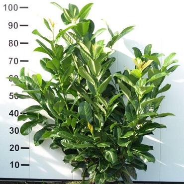 Prunus l. 'Rotundifolia'