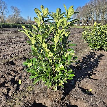 Prunus l. 'Rotundifolia'