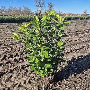 Prunus l. 'Rotundifolia'