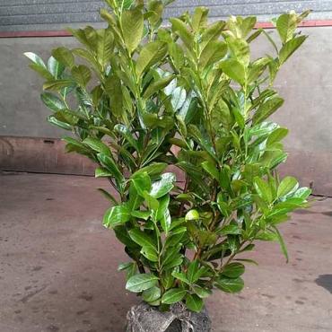 Prunus l. 'Rotundifolia'