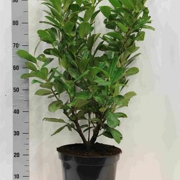 Prunus l. 'Rotundifolia'