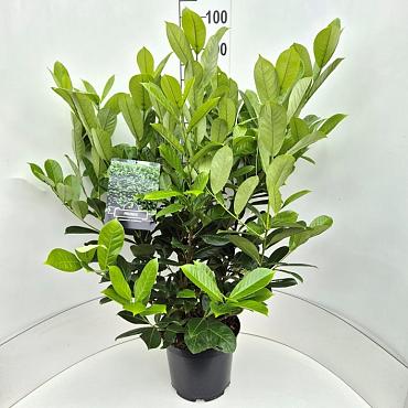 Prunus l. 'Rotundifolia'