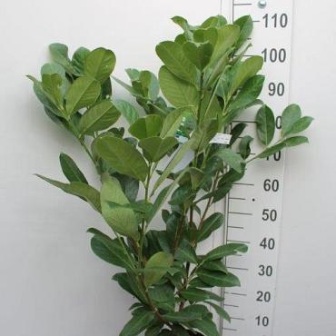 Prunus l. 'Rotundifolia'