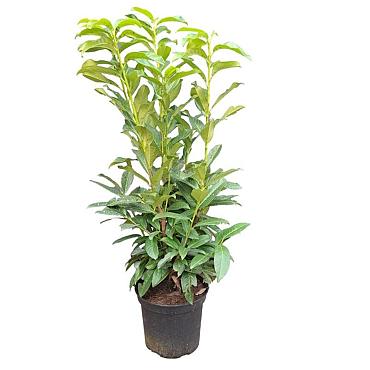 Prunus l. Genolia