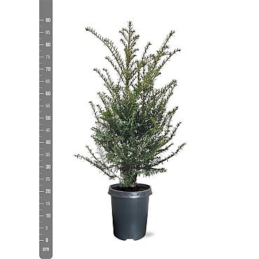 Taxus baccata