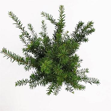 Taxus baccata