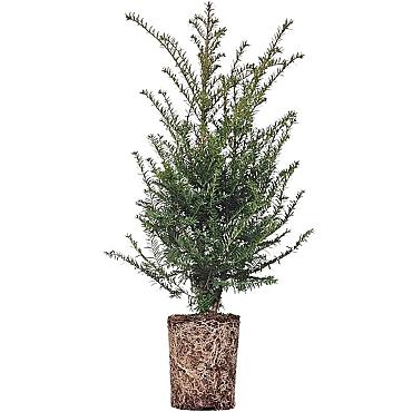 Taxus baccata