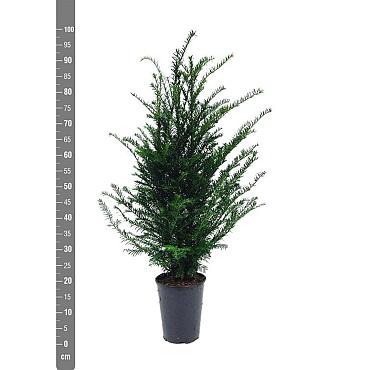 Taxus baccata
