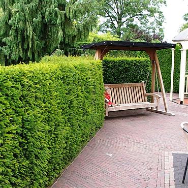 Taxus baccata