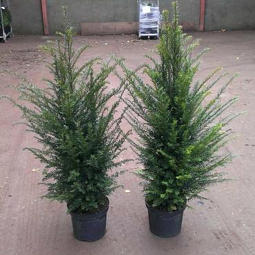 Taxus baccata