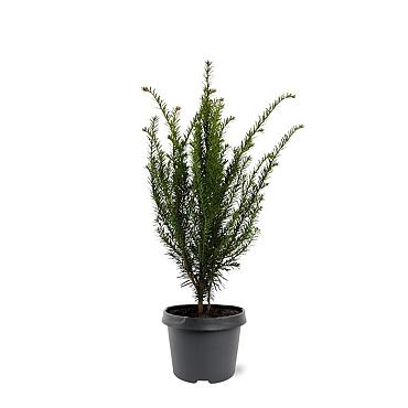 Taxus baccata