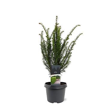 Taxus baccata