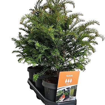 Taxus baccata