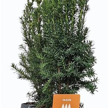 Taxus media 'Hicksii'