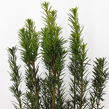Taxus media 'Hicksii'