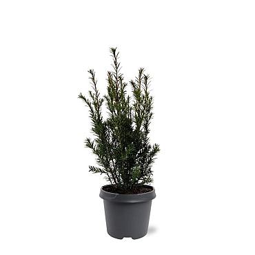 Taxus media 'Groenland'